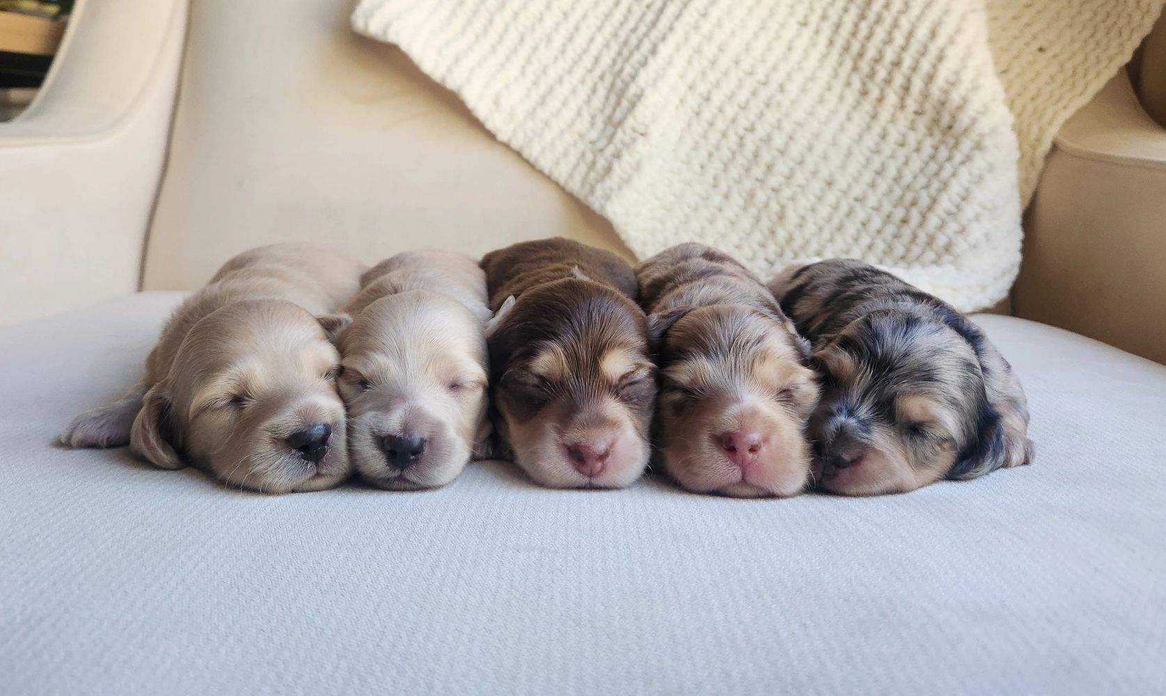 Teacup clearance dachshund puppies